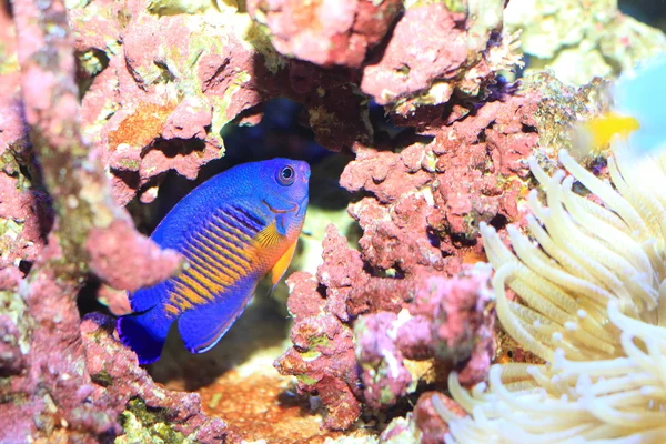 Twospined Angelfish (Centropyge bispinosa) in Japan — Stock Photo, Image