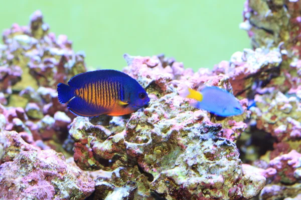 Twospined melek balığı (Centropyge bispinosa), Japonya — Stok fotoğraf