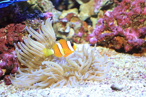 Ocellaris clownfisk (Amphiprion ocellaris) i Japan — Stockfoto