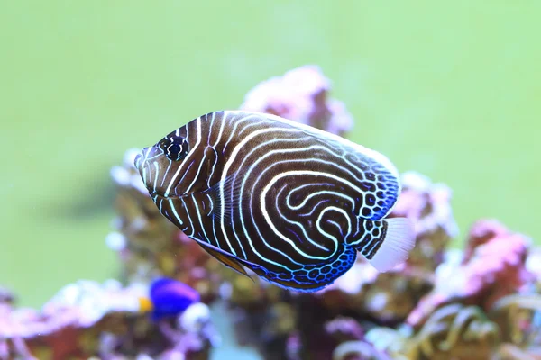 Pez ángel emperador (Pomacanthus imperator) peces jóvenes —  Fotos de Stock