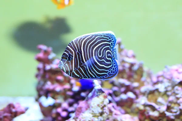 皇帝神仙鱼 (Pomacanthus imperator) 幼鱼 — 图库照片