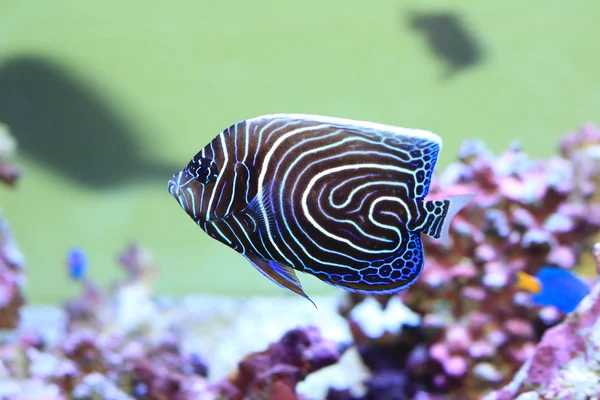 Pesce angelo imperatore (Pomacanthus imperator) pesci giovani — Foto Stock