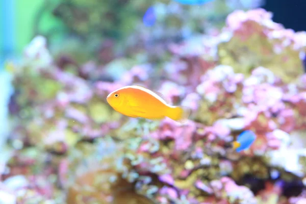 Japonya'da pembe tehlikede (Amphiprion perideraion) — Stok fotoğraf