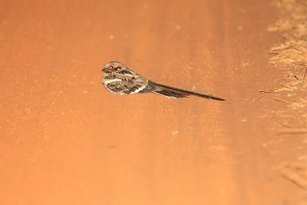 가 나, 아프리카에서에서 긴 꼬리 Nightjar (Caprimulgus climacurus) — 스톡 사진