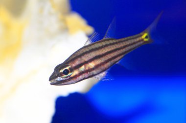 Japonya'da beş kaplı Kardinaller (Cheilodipterus quinquelineatus)