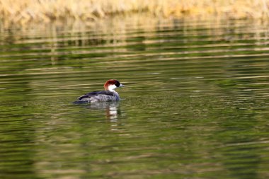Smew (Mergus albellus) Japonya'da kadın