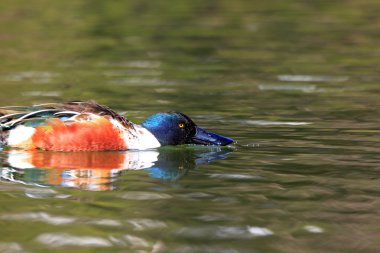 Bayağı kaşıkgaga (anas clypeata) Japonya