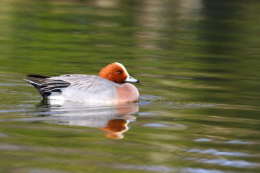 Avrasya Wigeon (Anas penelope) Japonya'da