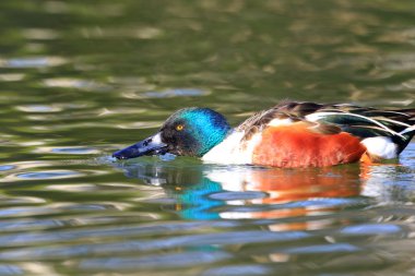 Bayağı kaşıkgaga (anas clypeata) Japonya