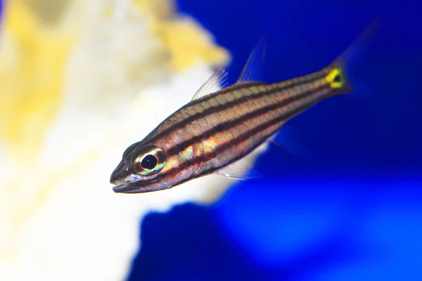 Kardinalfische (cheilodipterus quinquelineatus) in Japan — Stockfoto