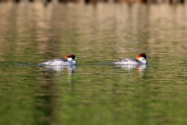 Smew (Mergus albellus) γυναικεία στην Ιαπωνία — Φωτογραφία Αρχείου