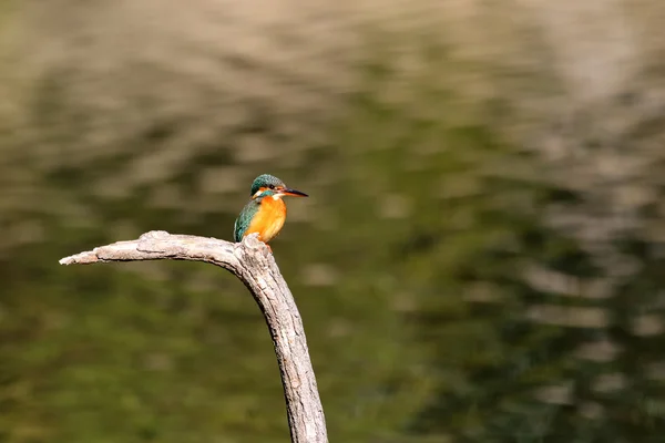 Kungsfiskare (Alcedo atthis) i Japan — Stockfoto