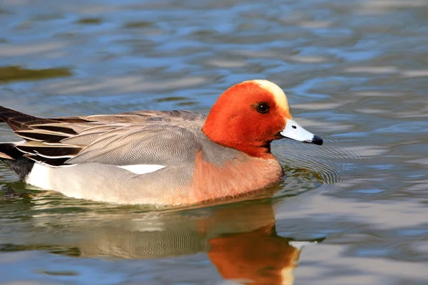 Wigeon zwyczajny (Anas penelope) w Japonii — Zdjęcie stockowe