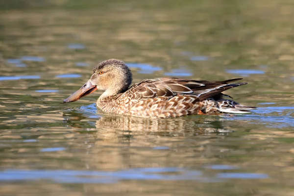 Northern shoveler (Anas clypeata) in Japan — Stock Photo, Image