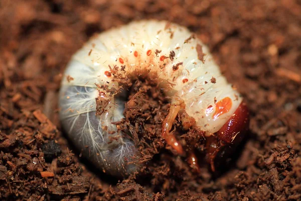 高加索地区甲虫 (Chalcosoma chiron) 幼虫 — 图库照片