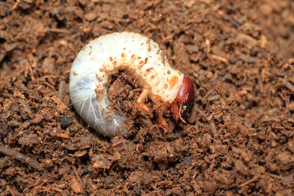 Larva do besouro do Cáucaso (Chalcosoma chiron) — Fotografia de Stock