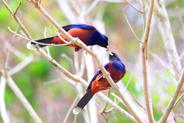 Lidth barátait szajkó (Garrulus lidthi) sziget Amami, Japán — Stock Fotó