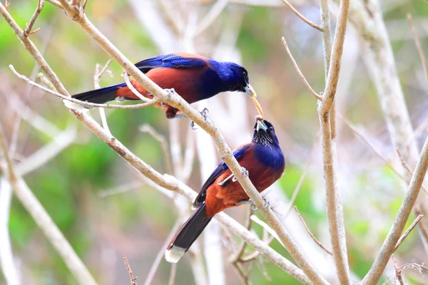 Jay de Lidth (Garrulus lidthi) dans l'île d'Amami, Japon — Photo