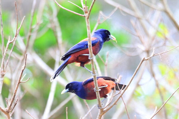 Lidth's Jay (Garrulus lidthi) in Amami Island, Japan