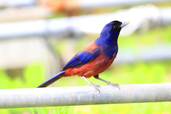 Jay de Lidth (Garrulus lidthi) en la isla de Amami, Japón —  Fotos de Stock