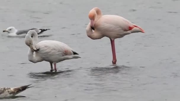 Grotere Flamingo (Phoenicopterus roseus) in Istanboel, Turks — Stockvideo