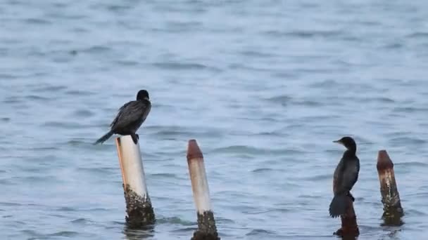 Europese Shag (Leucocarbo aristotelis) in Istanboel, Turks — Stockvideo