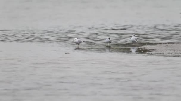 Λεπτόραμφη Γλάρος (Larus ΓΕΝΕΙ) στην Τουρκία — Αρχείο Βίντεο