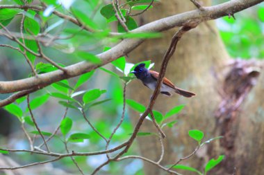 Japonya'da Japon cennet sinekkapan (terpsiphone atrocaudata)
