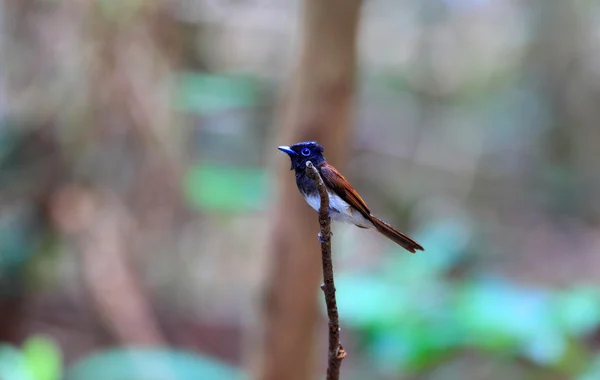 Japanse paradijs vliegenvanger (terpsiphone atrocaudata) in japan — Stockfoto