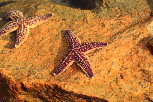 Northern Pacific seastar (Asterias amurensis) in Japan — Stock Photo, Image