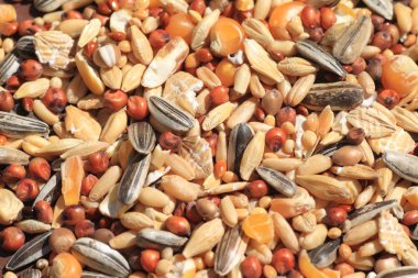 Hamster'ın gıda, yulaf, Mısır, otlar de dahil olmak üzere