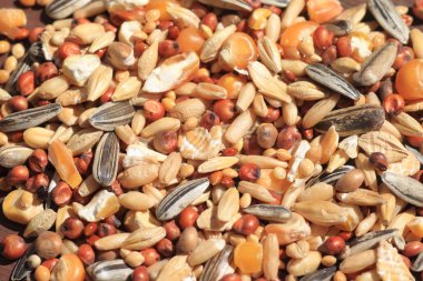 Hamster'ın gıda, yulaf, Mısır, otlar de dahil olmak üzere