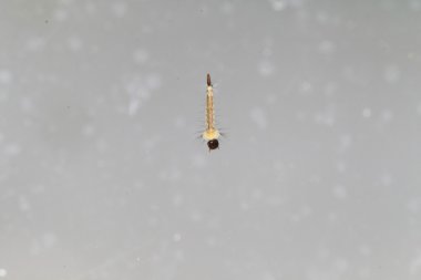 Japonya Asya kaplan sivrisinek (Aedes albopictus) larva