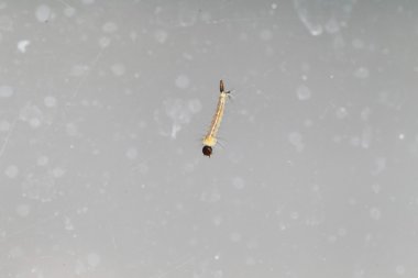 Japonya Asya kaplan sivrisinek (Aedes albopictus) larva