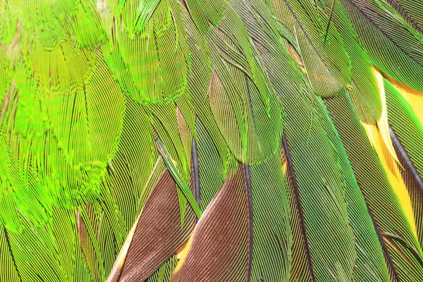 Grön papegoja fjäder på nära håll — Stockfoto
