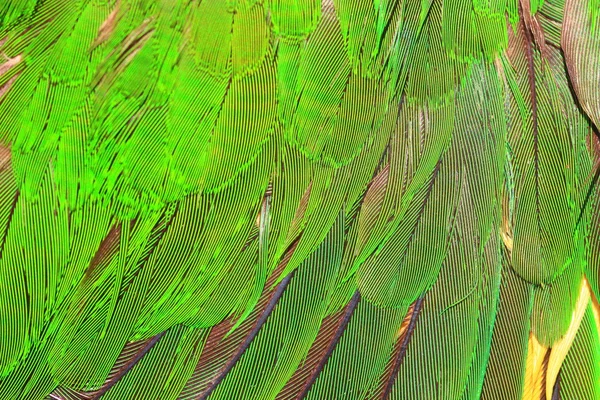 Zielona papuga pióro z bliska — Zdjęcie stockowe