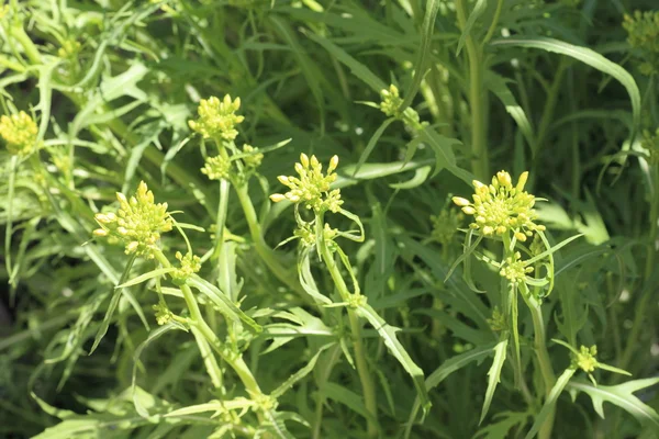 Potherb mustár (Brassica japonica) virág Japánban — Stock Fotó