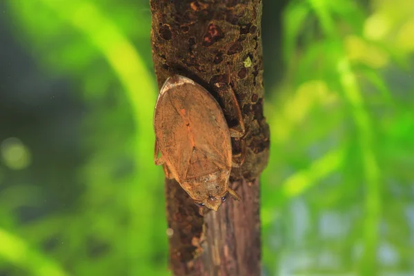 Zuřivé VODOMĚRKA (Appasus japonicus) v Japonsku — Stock fotografie