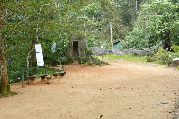 Sinharaja Forest Reserve in Sri Lanka — Stock Photo, Image