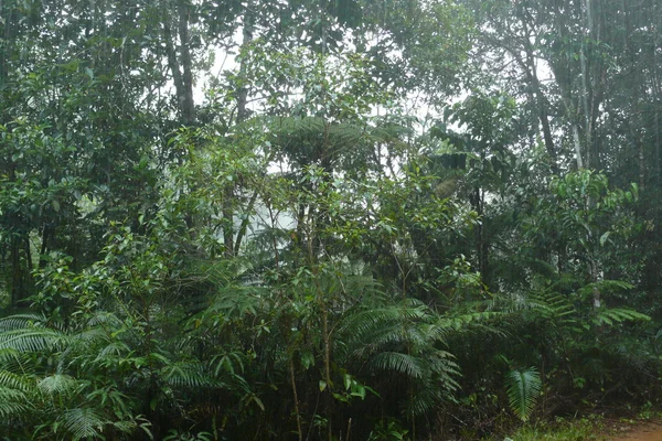 Reserva Florestal de Sinharaja no Sri Lanka — Fotografia de Stock