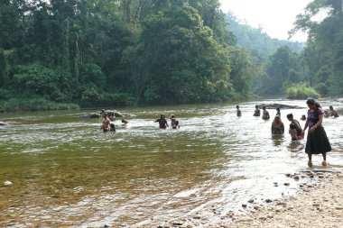 Sinharaja orman rezerv Sri Lanka