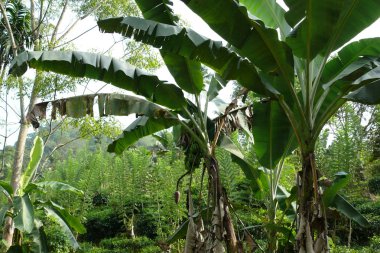 Sinharaja orman rezerv Sri Lanka