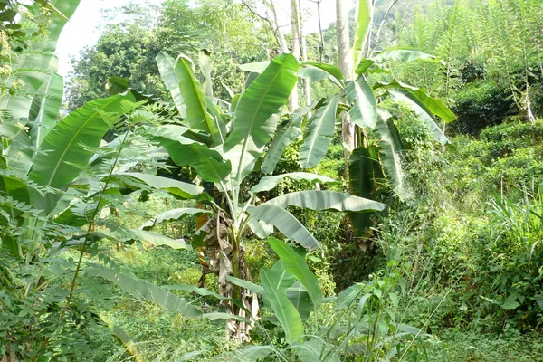 Reserva Florestal de Sinharaja no Sri Lanka — Fotografia de Stock