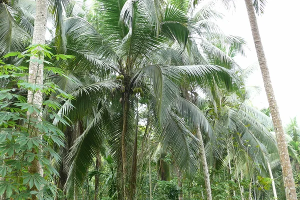 Reserva Forestal Sinharaja en Sri Lanka —  Fotos de Stock