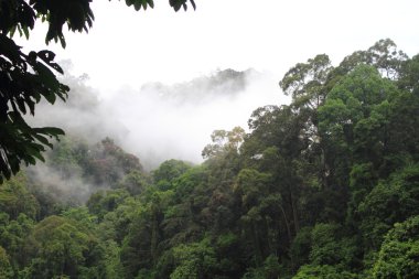 Danum Vadisi orman, Borneo, Malezya