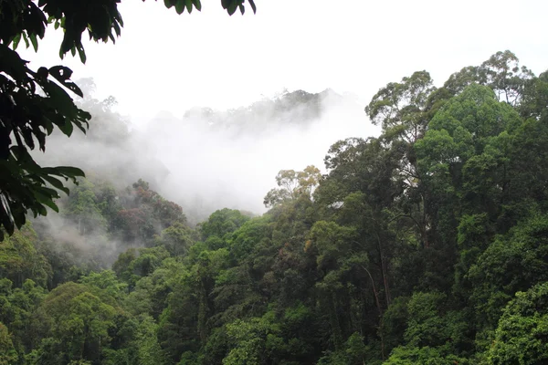 Danum dolinie lasu, Borneo, Malezja — Zdjęcie stockowe