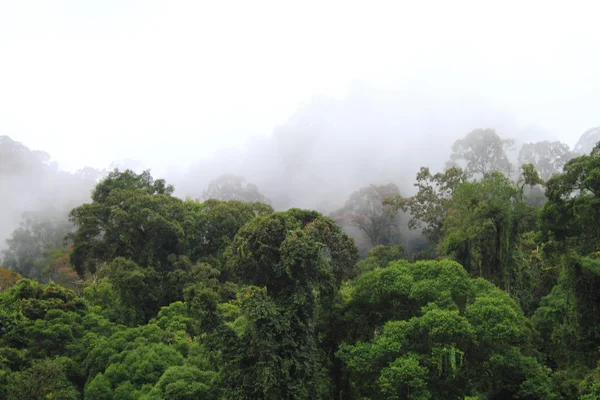 Danum dolinie lasu, Borneo, Malezja — Zdjęcie stockowe