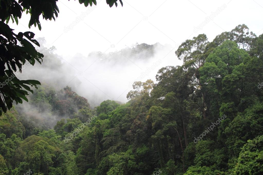 Danum Valley Forest , Borneo, Malaysia