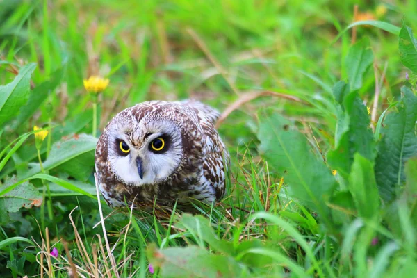 Короткоухая сова (Asio flammeus) в Японии — стоковое фото