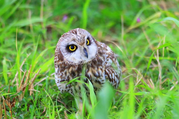 Короткоухая сова (Asio flammeus) в Японии — стоковое фото